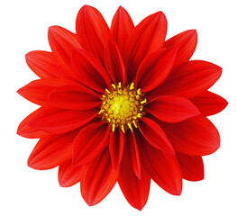 red flower alone on a white background
