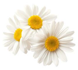 Three white flowers against white background