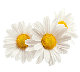 Three white flowers against white background