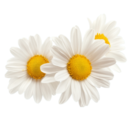 Three white flowers against white background