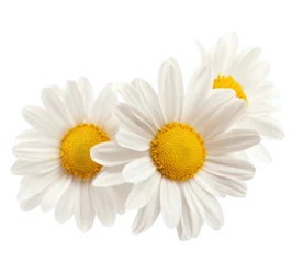 Fotobehang Three white flowers against white background © Dontrell