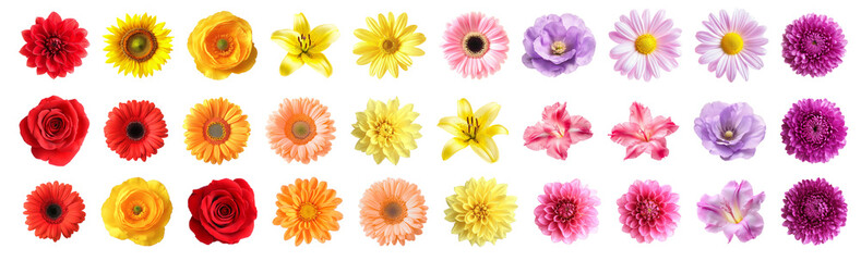 Set of different beautiful flowers on white background. Banner design