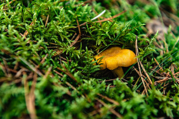 Chanterelle mushrooms growing in the autumn forest.