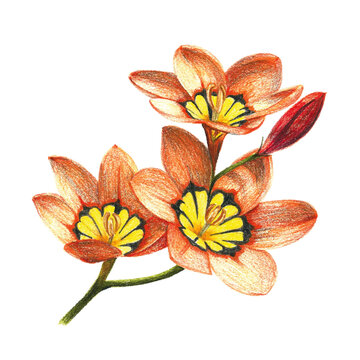 Sparaxis Flower colored pencil isolated on white background 