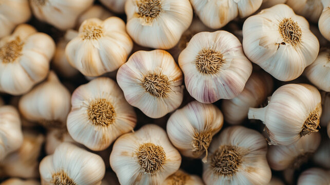 close up of garlic