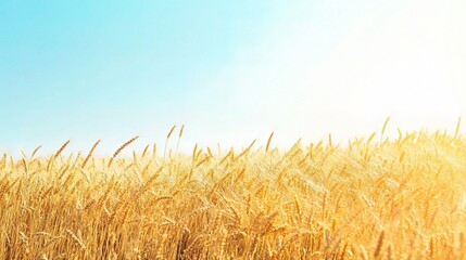 Naklejka premium Golden Wheat Field under a Blue Sky: A picturesque scene of a golden wheat field bathed in the warm glow of the sun, extending under a vast blue sky. The image evokes a sense of peace, tranquility.