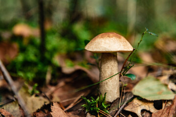 Boletus mushroom in the summer forest. Leccinum scabrum or birch bolete.