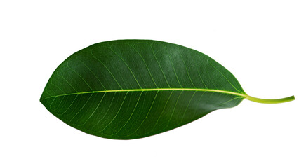 One green ficus leaf isolated on white background