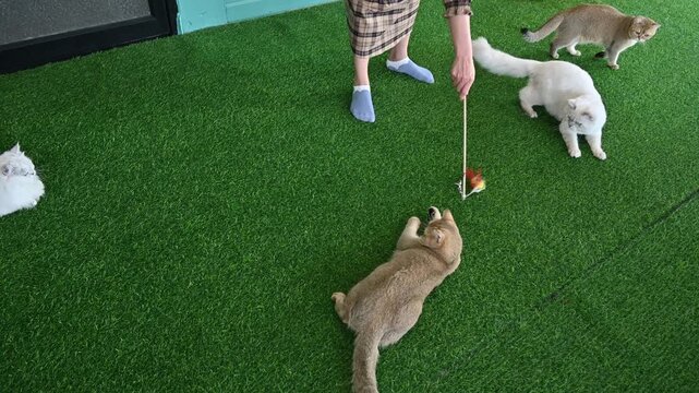 Someone using a teaser stick for playing with cats. Wand toys are good for interactive play, cats can chew through the string if given enough time.