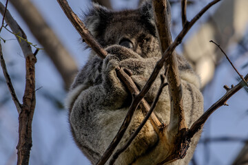Koala's (Phascularctos cinereous) sharp claws.	