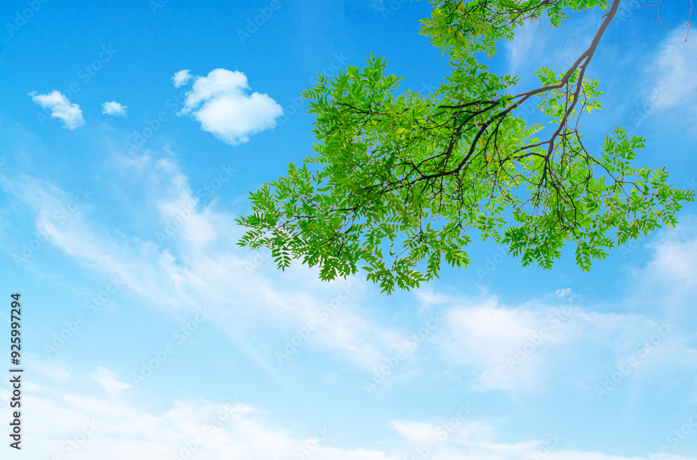 Wall mural green tree leaves on blue sky background