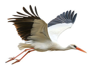 Stork Flying Isolated on Transparent Background PNG
