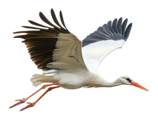 Stork Flying Isolated on Transparent Background PNG
