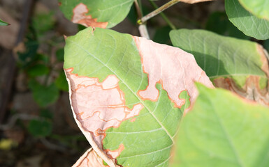 sun burn effect on ornamental plant leaf