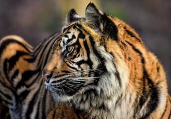 A close up of a Sumatran Tiger