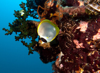 Raccoon butterflyfish Crescent-masked butterflyfish Boracay Island Philippines