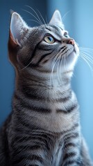 Majestic tabby cat gazing upwards with soft blue background, highlighting its intricate fur pattern and intense focus