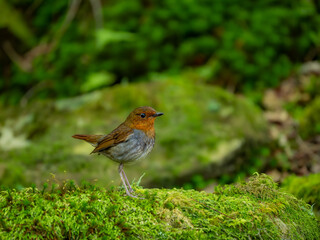 森の中で地面に降りてエサを探しているコマドリの雌