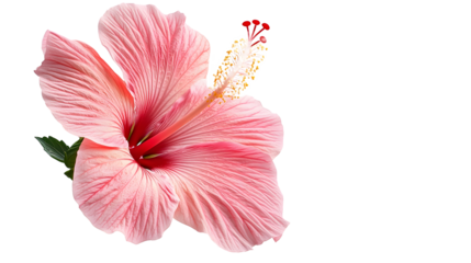 pink hibiscus flower isolated on white background : 
