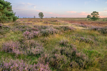 Heather with sunset on ginkelse heide in Ede.