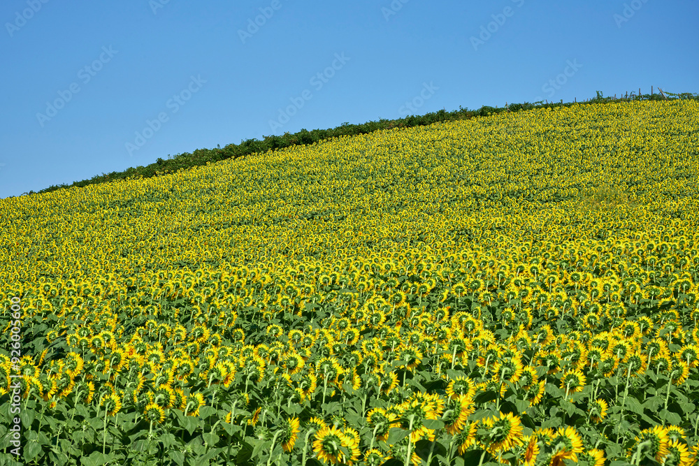 Wall mural girasoli