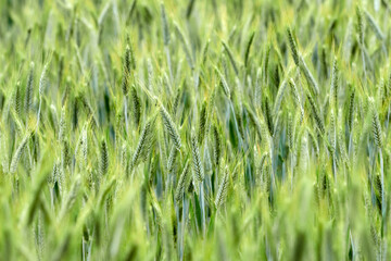 Rye field. Young sprouts of rye. Plant background or texture