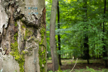 Pień starego drzewa z łuszczącą się korą i mchem w lesie Old tree trunk with peeling bark and moss in the forest © mydayphoto
