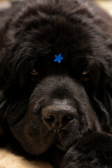 perro con estrella azul en frente