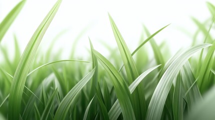 A field of green grass with a white background