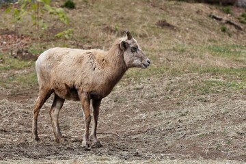 立つメスのオオツノヒツジ