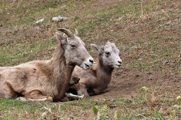 並んで座るオオツノヒツジの親子