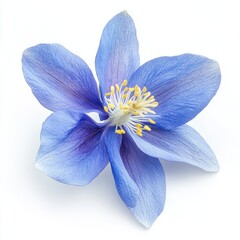 close up of Colorado blue columbine flower on an isolated white background