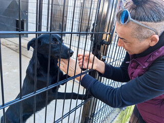 Abandoned black dog rescued and taken care of in animal shelter