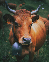 portrait of a cow