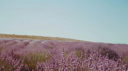 Obraz premium Lavender Field Under a Clear Sky