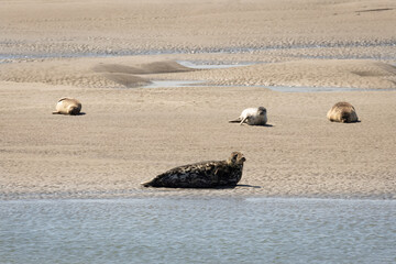 Phoques sur la Baie de l'Authie