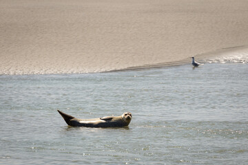 Phoque sur la Baie de l'Autre