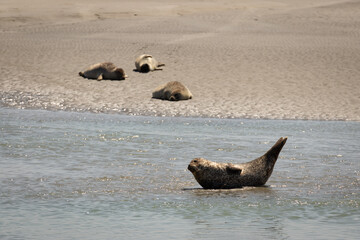 Phoques sur la Baie de l'Authie