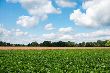 Agriculture field with cultivated beets and green leaves at the German countryside around Stuhr, Lower Saxony, Germany