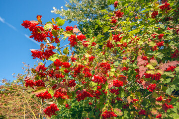 Many bunches of red berries grow on a Guelder Rose bush. The photo was taken in the Dutch summer season.