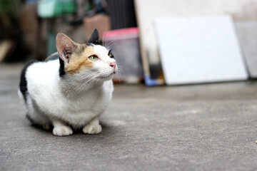 The cat crouch on the floor