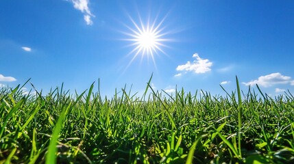 Obraz premium Sun-Kissed Meadow: A vibrant green meadow stretches out under a brilliant blue sky, the sun's rays casting a warm glow on the blades of grass. The picture captures the essence of summertime.