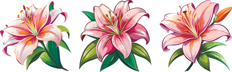 Fototapeta premium Lily. Stock Vector