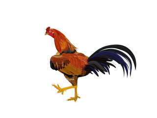 Chicken on a white background.