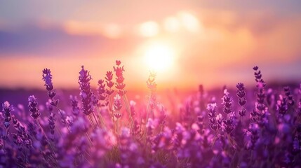 Fototapeta premium Lavender Field Sunset