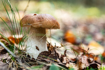Edible boletus mushroom growing in autumn forest.
