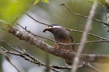 White-eared sibia endemic bird Taiwan with a bee in the beak