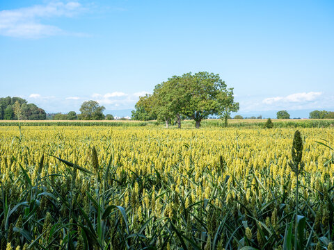 Sorghum millet field