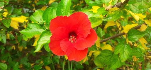 Red Hibiscus Flower Bloom on Green Leaves Background