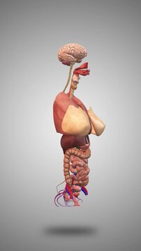 Female Internal Organs For Medical